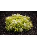 Spiraea japonica White Gold 